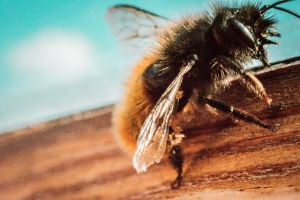 gros plan sur une abeille posée sur du bois